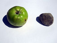 photograph of an apple and a stone by Jay Rechsteiner